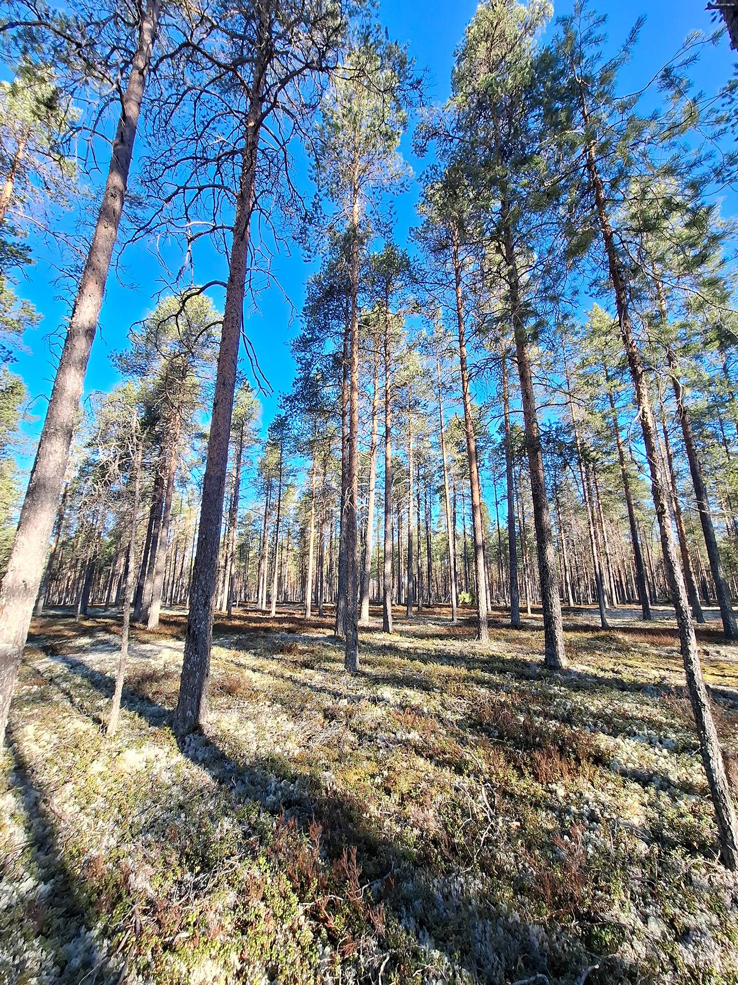 Kankaala ma 748-405-3-82 1