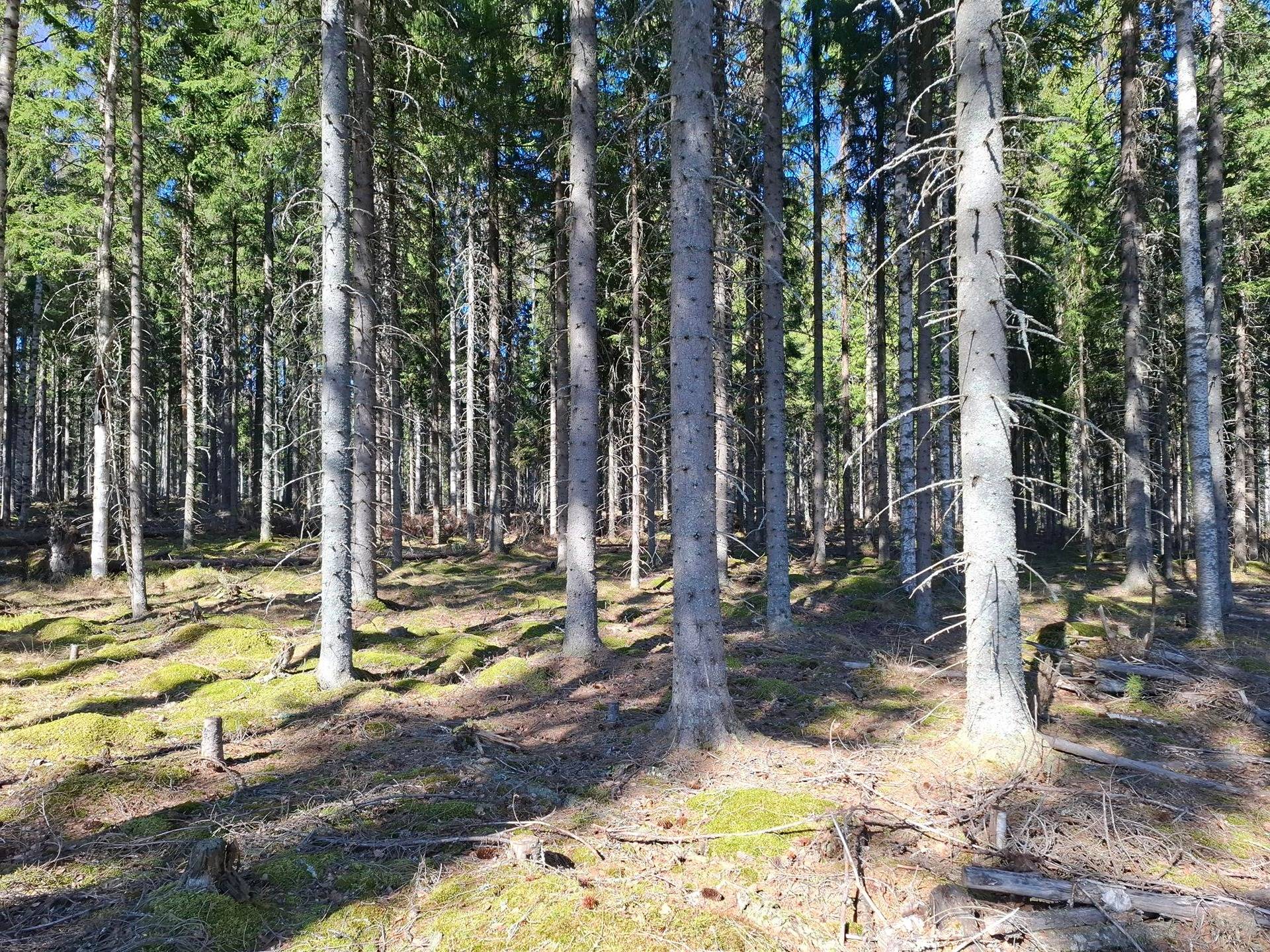 KAKSOLA 426-410-74-10, Leppilampi 1