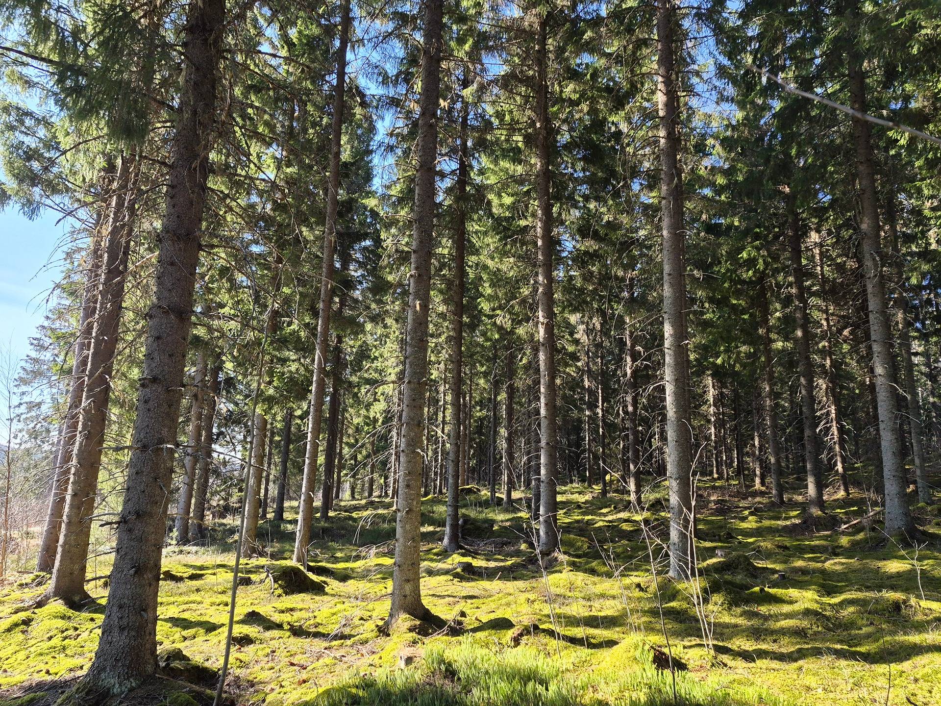 Cover photo for the object Harjukauhala 7:10 (420-415-7-10)