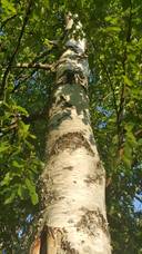 Pilkabacka 2:31, Markby 1