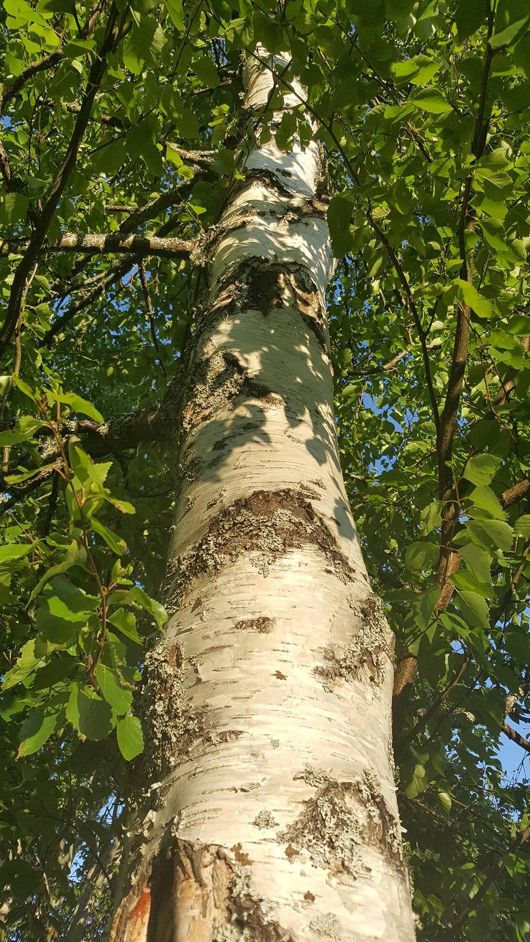 Pilkabacka 2:31, Markby 1