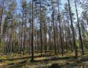 RIUTTA 848-409-19-19 Osuus Pohjois-Karjalan yhteismetsään 1