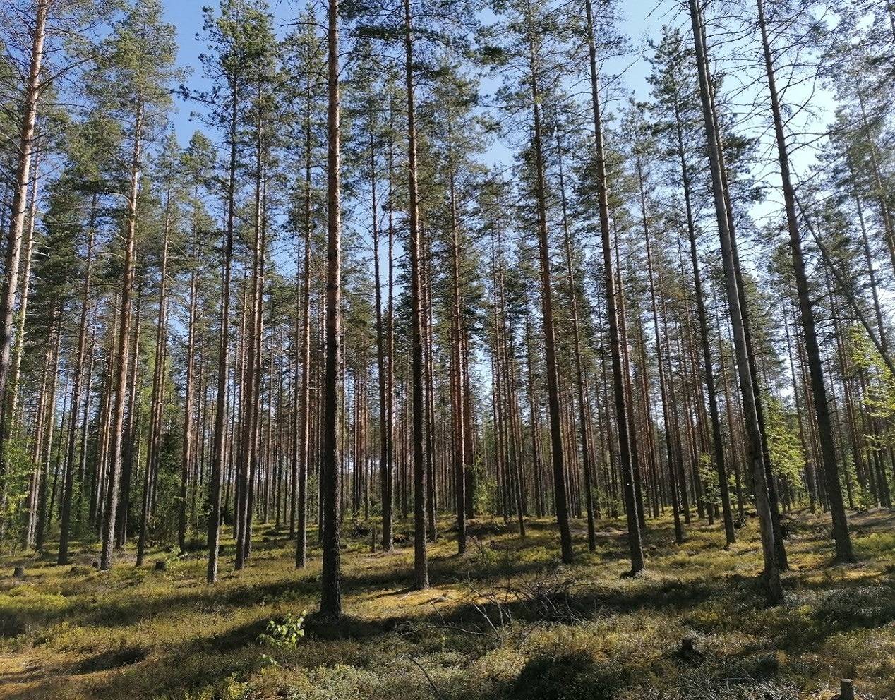 RIUTTA 848-409-19-19 Osuus Pohjois-Karjalan yhteismetsään 1
