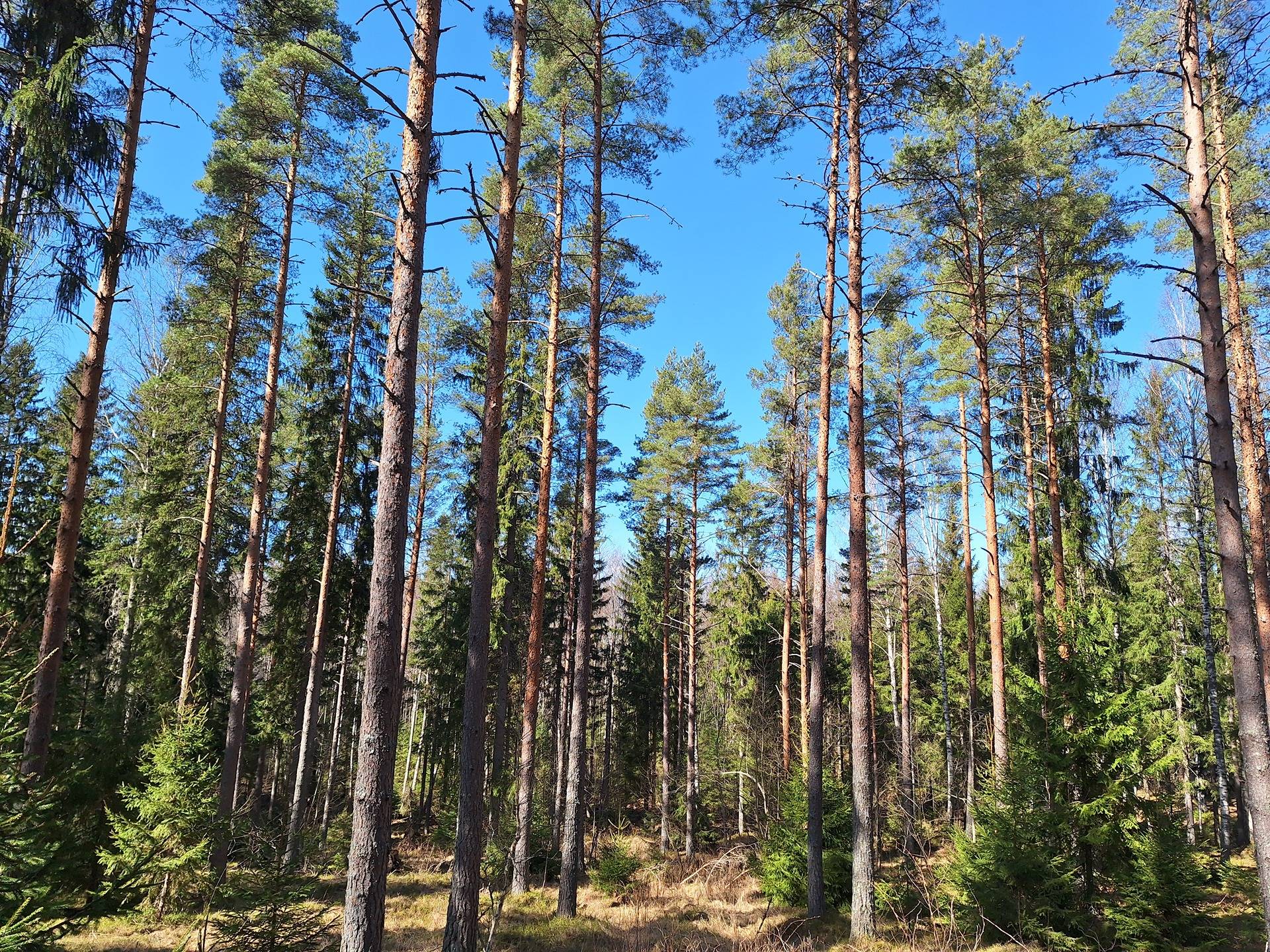 Salo, Kiskon Haapaniemi, Metsämääräala tilasta Kaunela 1-351 1