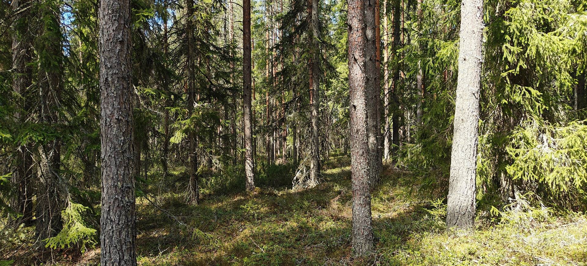 Kuortane, HALME 300-401-46-62 1