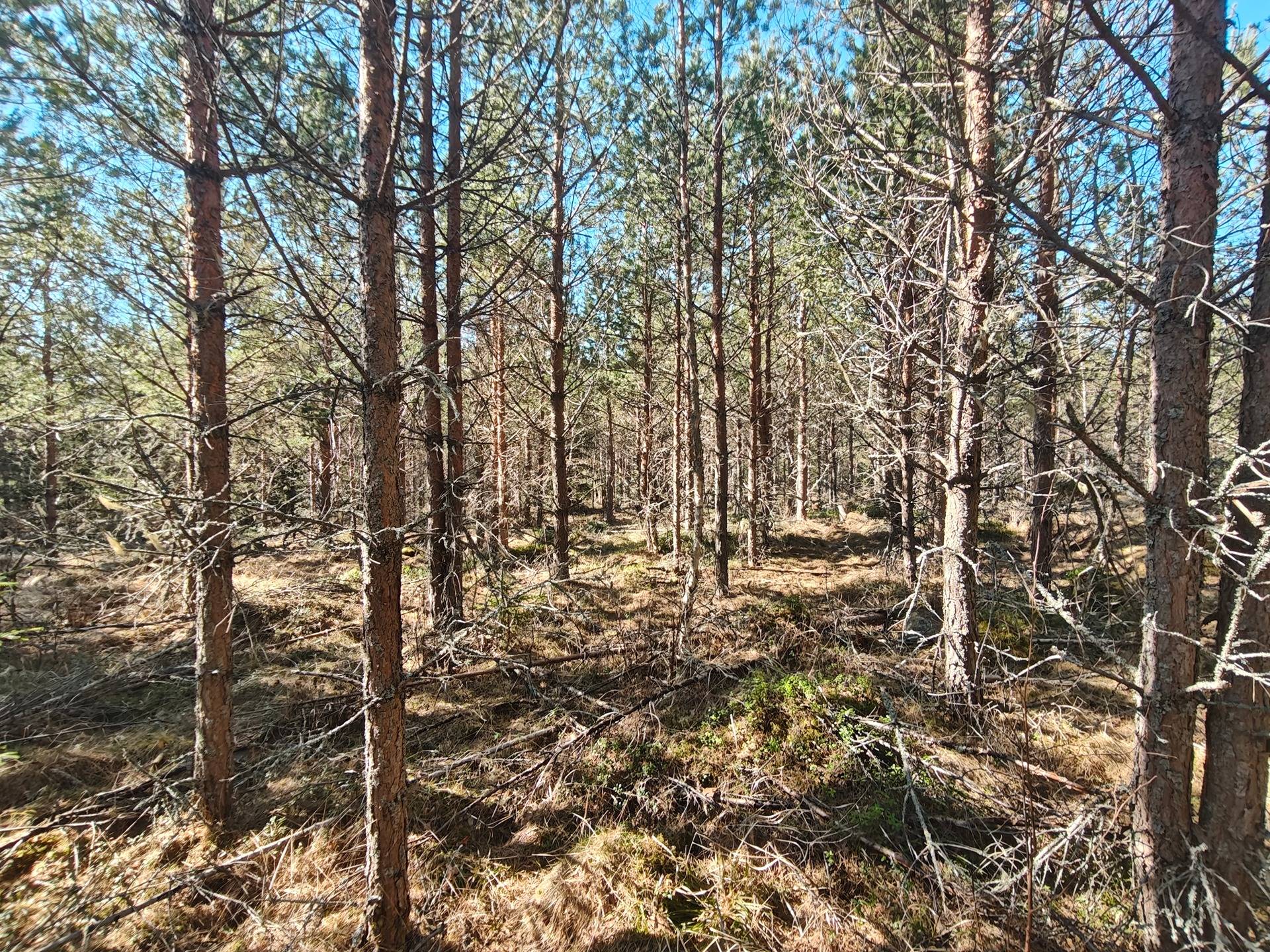 Grynngärdsskogsskiftet 16:45, Tjöck/Tiukka 1