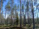 LISÄHAAVISTO 620-405-156-0 TÖRMÄNMÄESSÄ PUOLANGALLA 1