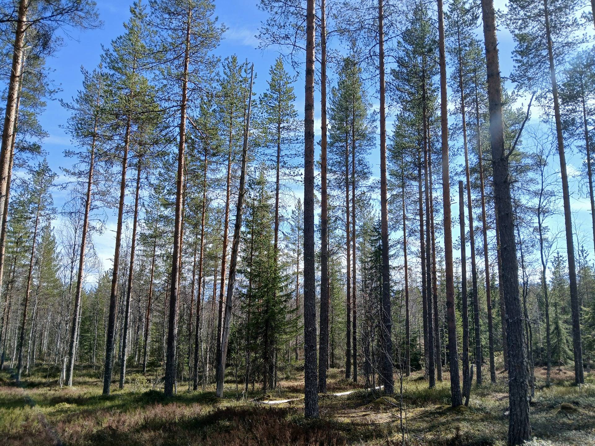 LISÄHAAVISTO 620-405-156-0 TÖRMÄNMÄESSÄ PUOLANGALLA 1