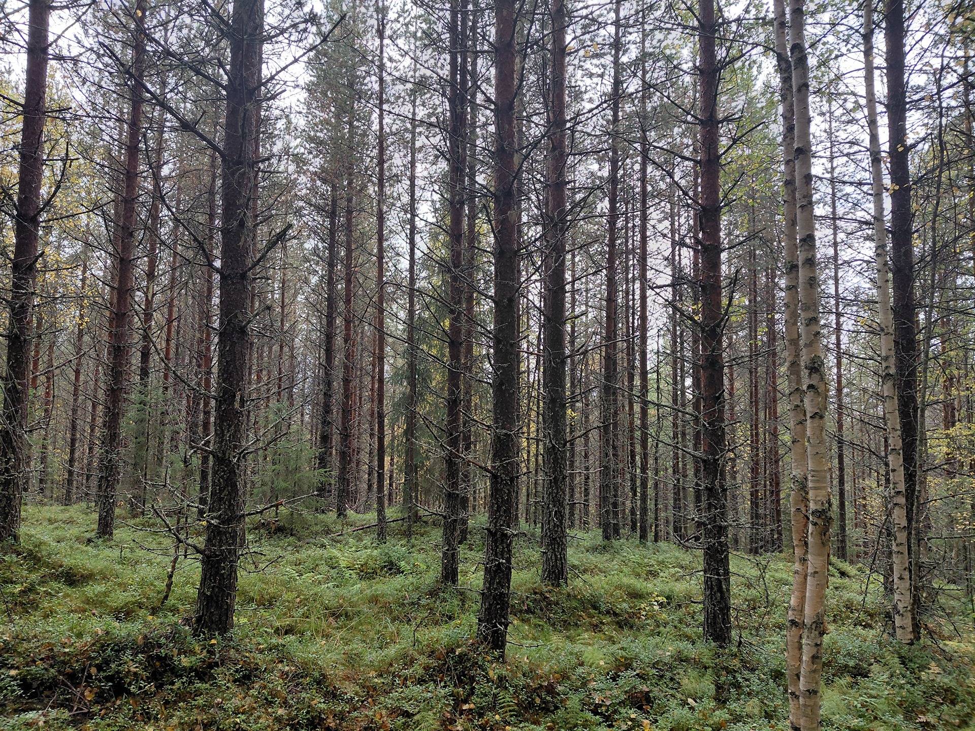 Mäkelä 320-415-86-7 1