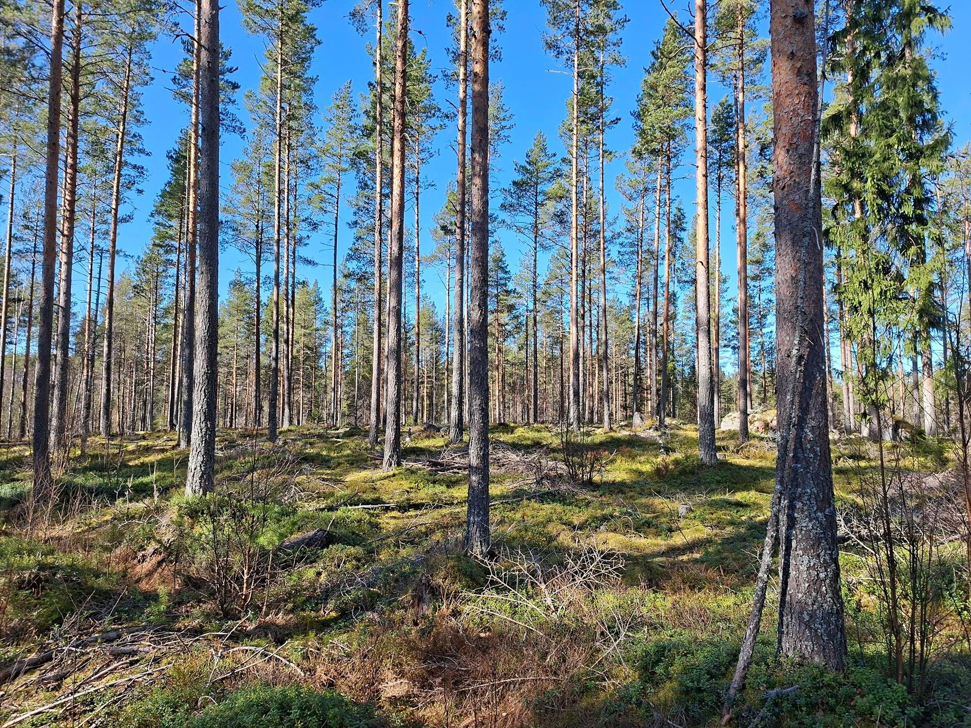 Metsätilat Halmela 6:21 ja Länsipuoli 6:37 1