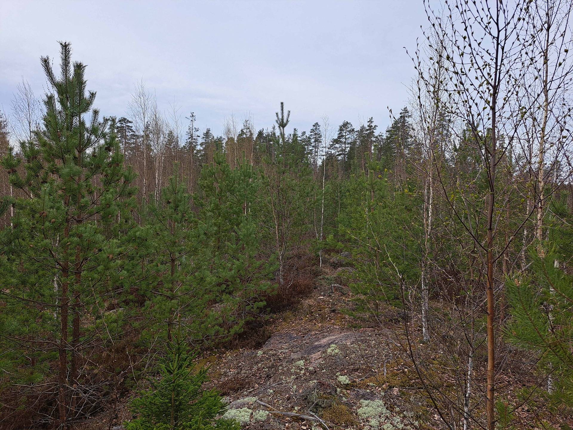 Kangasrinne 286-417-4-259 1
