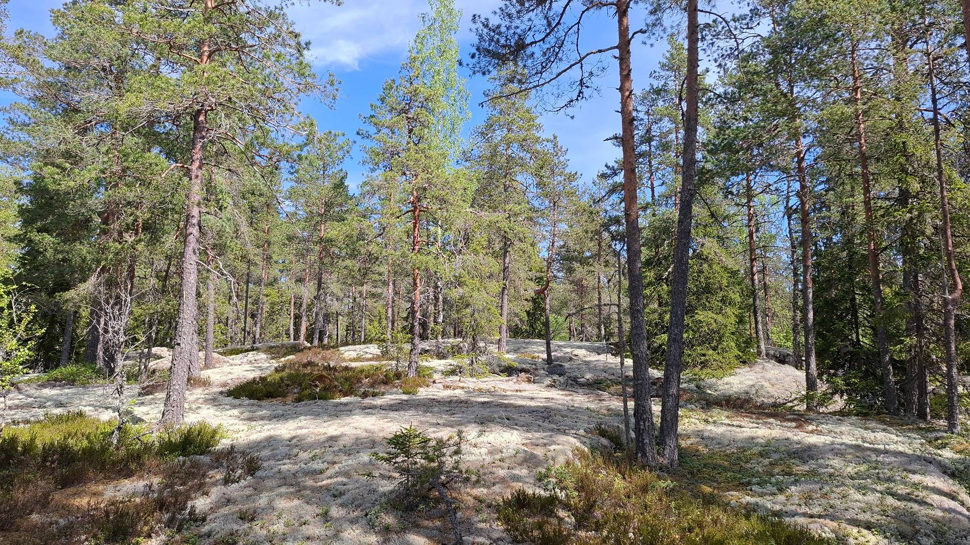 PYYMÄKI 1:50 Vammala / Sastamala 1