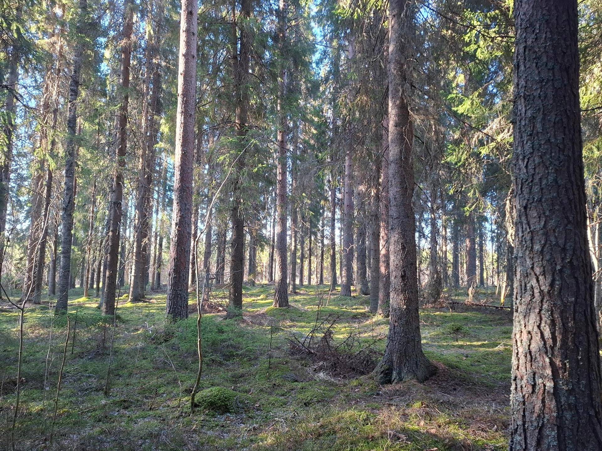 RANTALA 146-413-4-34, Mäkrävaara 1