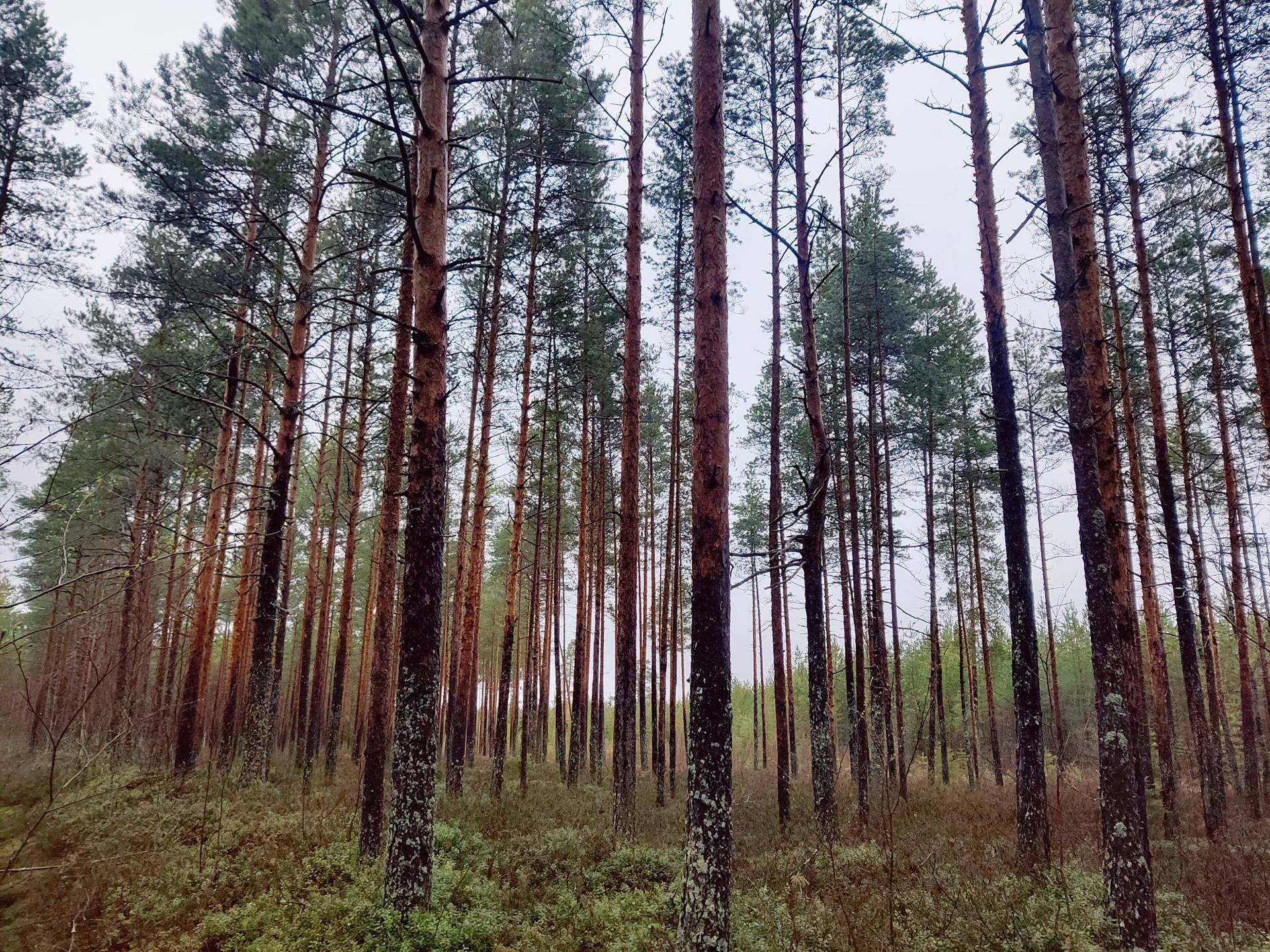 Lohtaja Kero Pulkkinen 119:9 tilasta määräala noin 20 ha 1