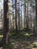 Skräddars II 1:309, Sideby/Siipyy 1