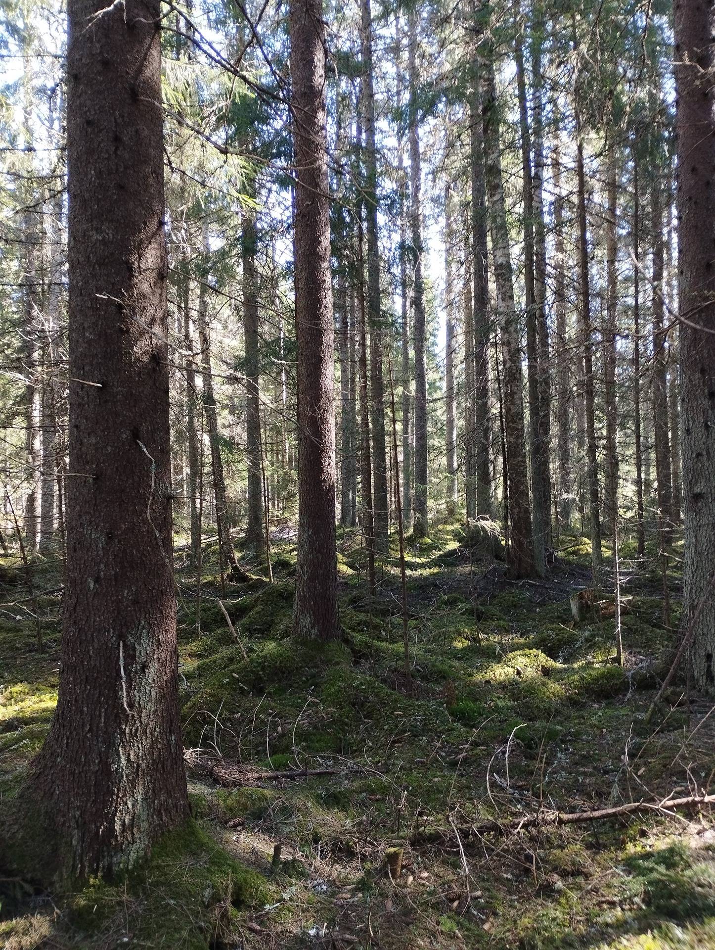 Skräddars II 1:309, Sideby/Siipyy 1