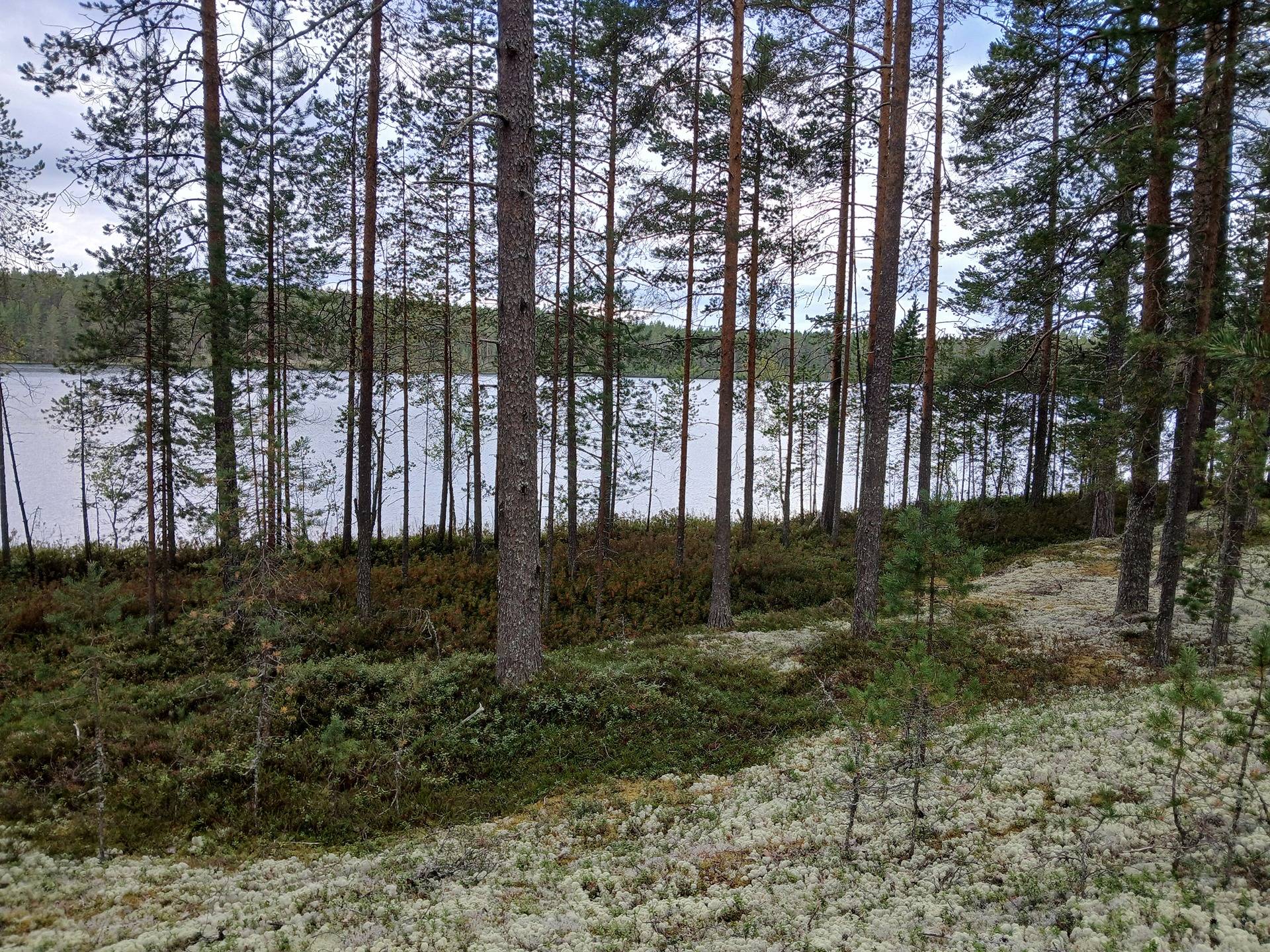 RINNE JA KINTAS VAPAA-AJAN TONTIT HEIKANLAMMEN RANNALLA MANAMANSALOSSA 1
