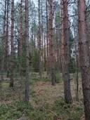 Metsälohko 1:10, metsä mökillä 1