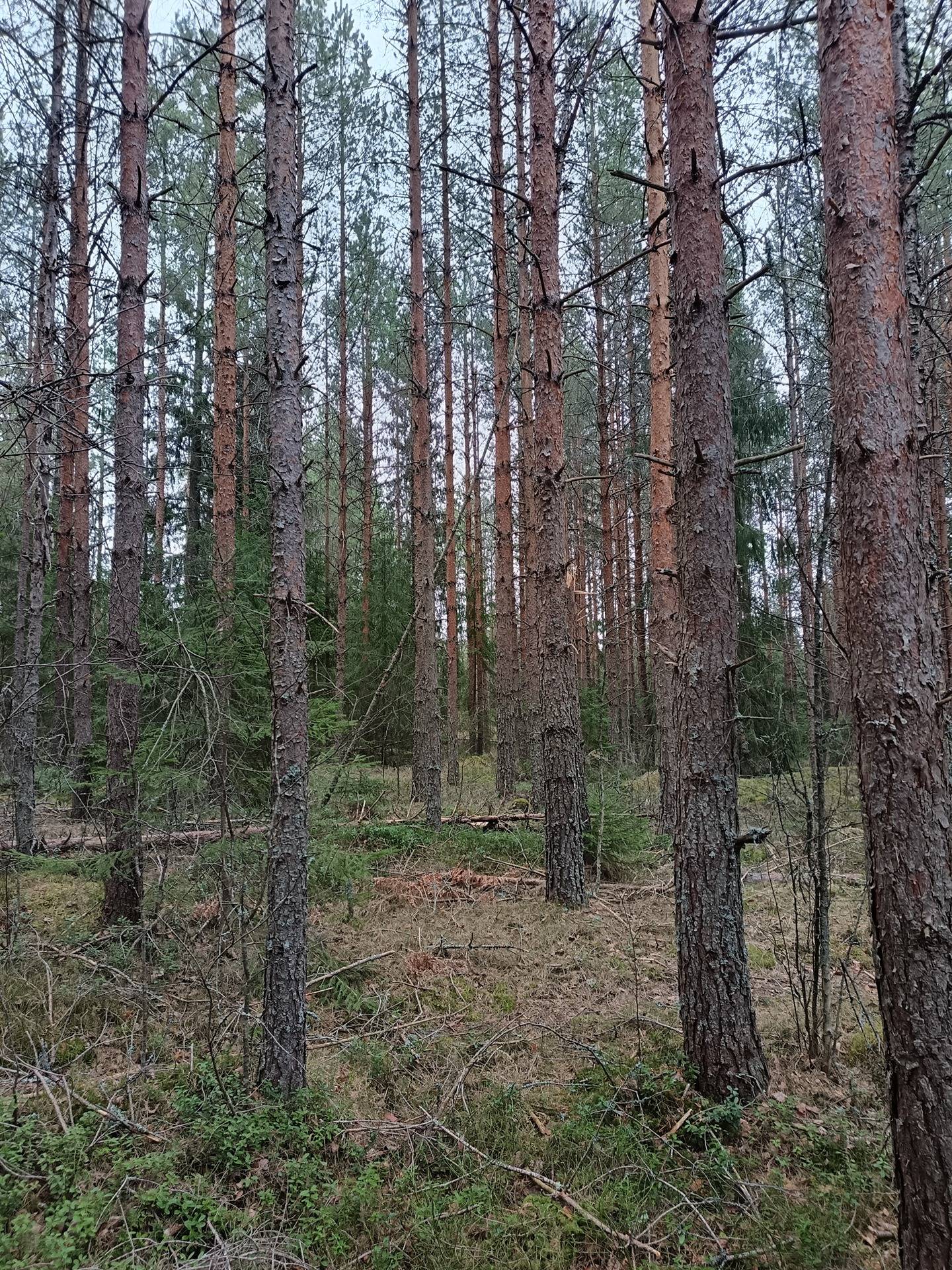 Metsälohko 1:10, metsä mökillä 1