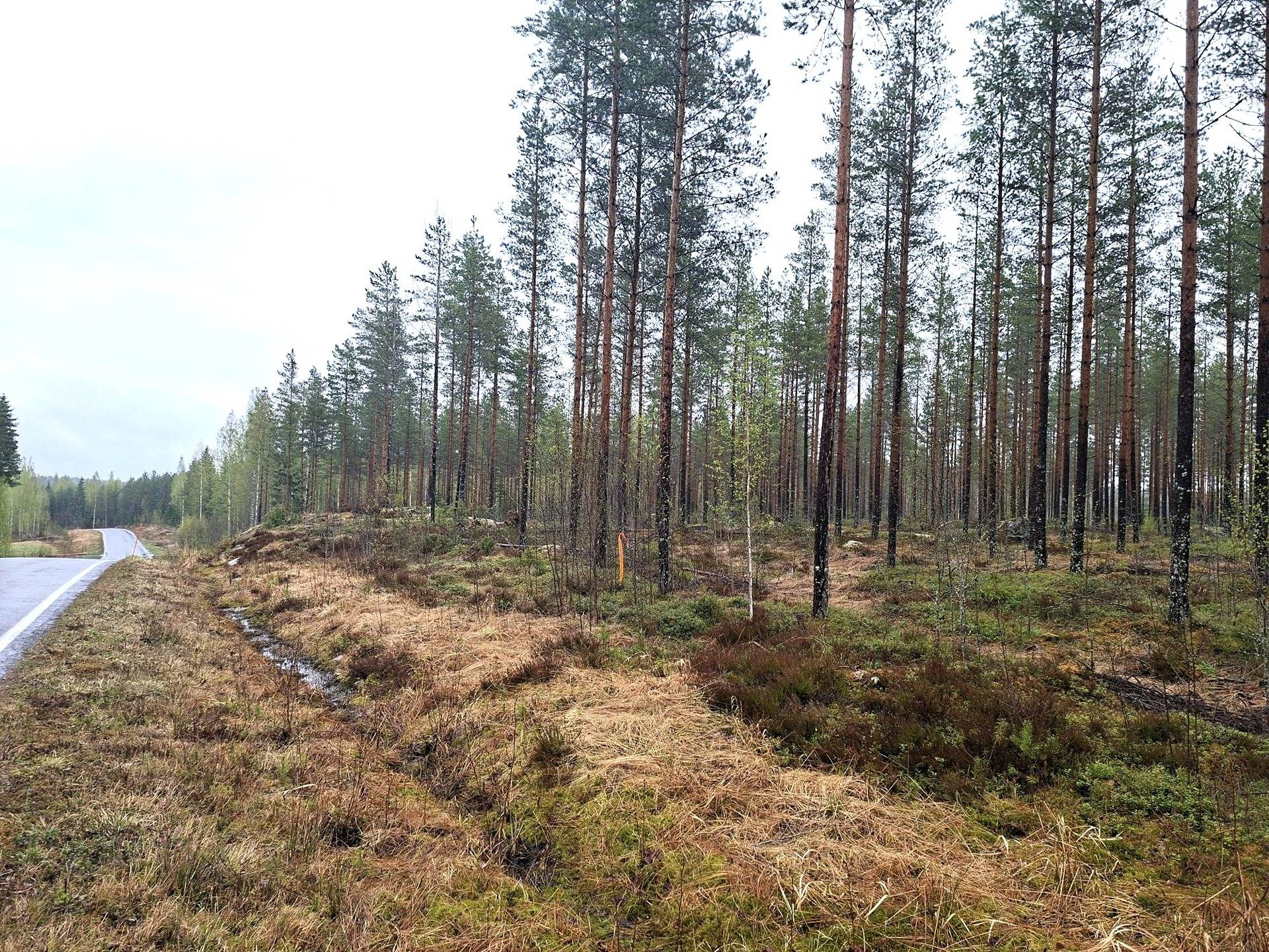 Metsämääräala Soisenniemi 9:123 1