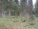 Rantala 1:63, Hollola (Hämeenkoski) 1