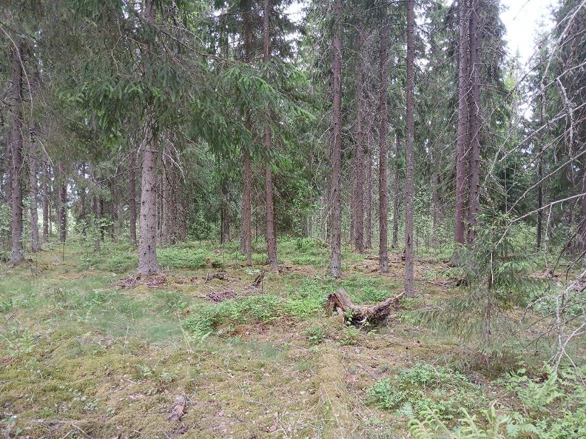 Rantala 1:63, Hollola (Hämeenkoski) 1