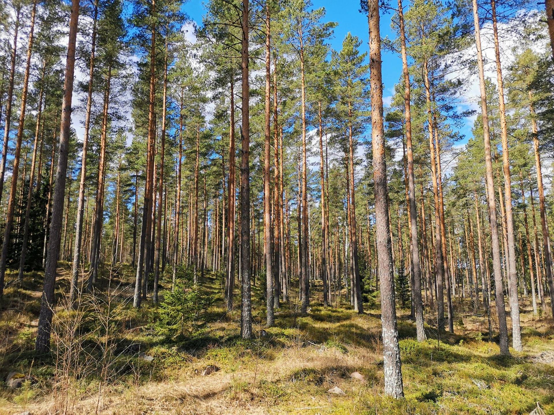Metsätila: 14,03 ha; Metsähaka; 50-428-2-51, Eura, Salmensuontie. 1