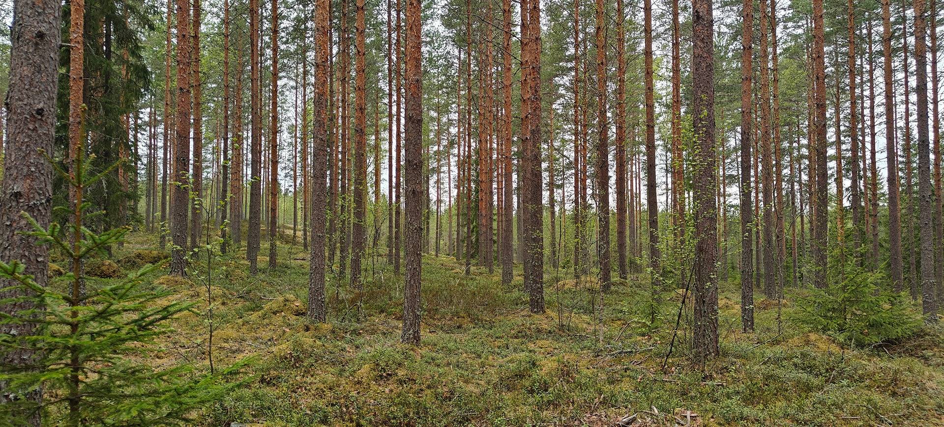 Kuortane, YLIHEROJA 300-401-22-192, METSÄ-HEROJA 300-401-22-52 ja METSÄHEROJA II 300-401-22-54 1
