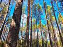 Evijärvi Ruuhijärvi RISUSAARI 1:85 metsätila 7,245 ha 1