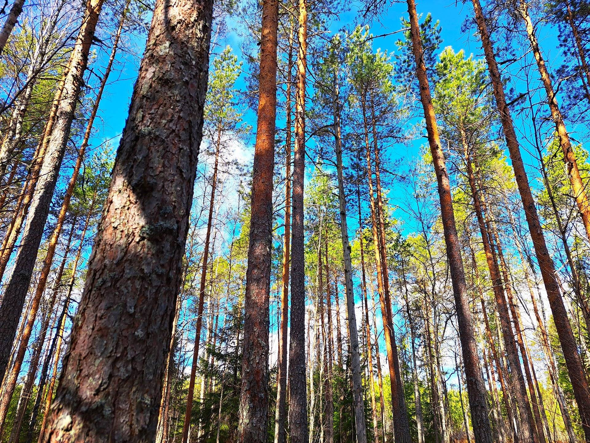 Evijärvi Ruuhijärvi RISUSAARI 1:85 metsätila 7,245 ha 1