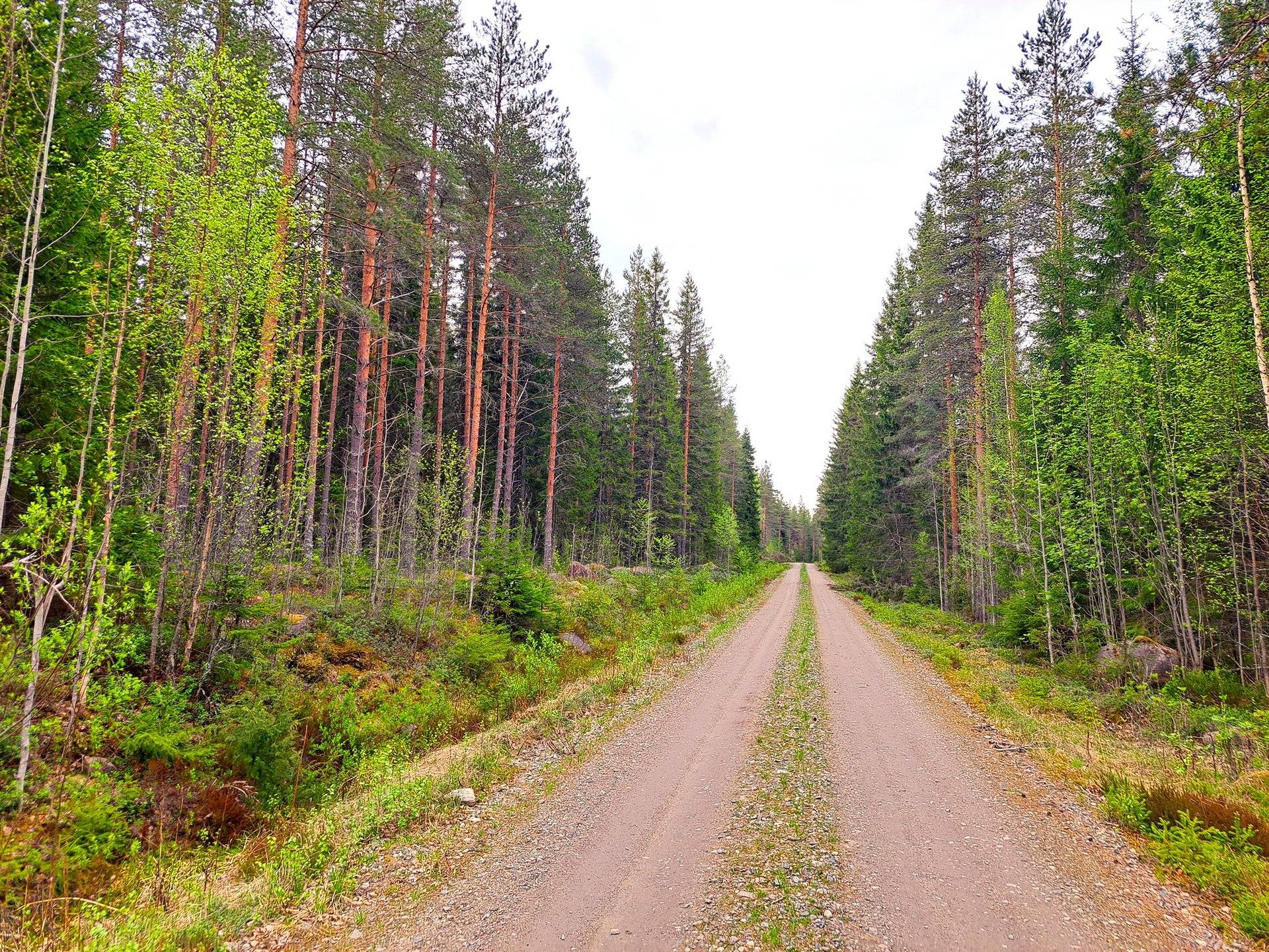 Lappajärvi Tarvola metsätilakohde 12,41 ha 1