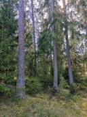 Metsätila: 2,057 ha; Pahka; 853-595-1-60 Turku, Ikkala, Jokelantie. 1
