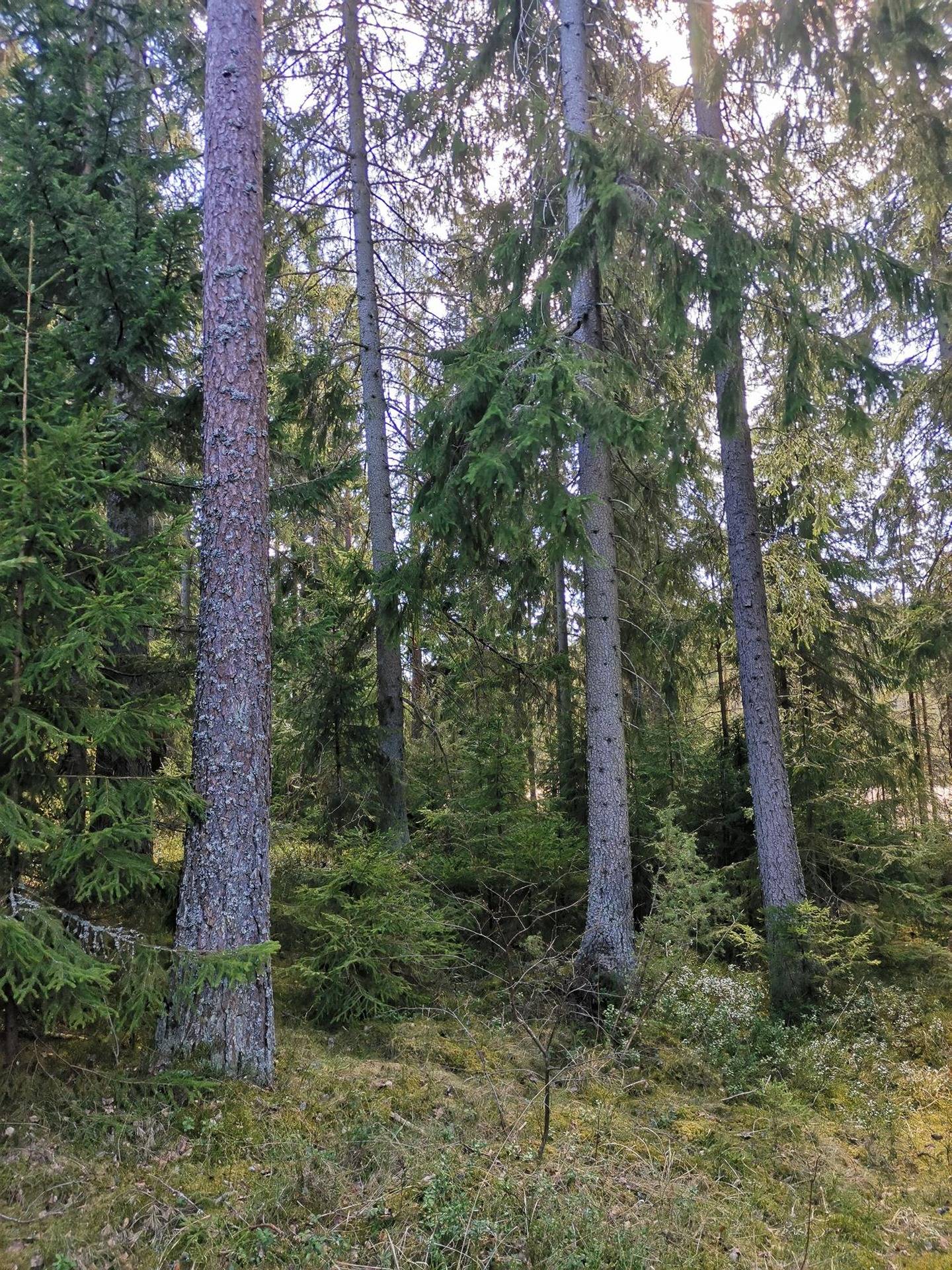 Metsätila: 2,057 ha; Pahka; 853-595-1-60 Turku, Ikkala, Jokelantie. 1