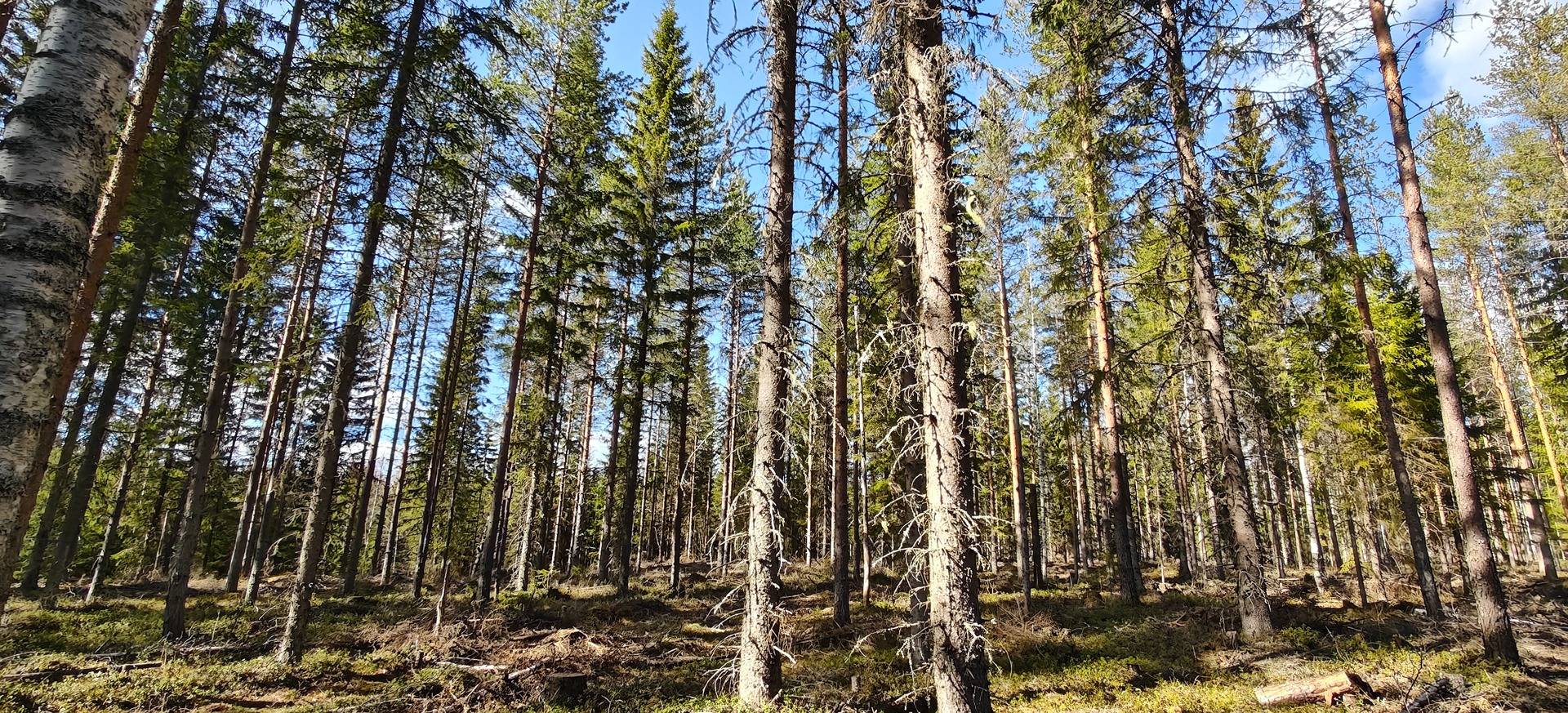 Löytänä, Lisä-Lehtola 931-407-6-47 & Löytänän Niitty 931-407-6-21 1