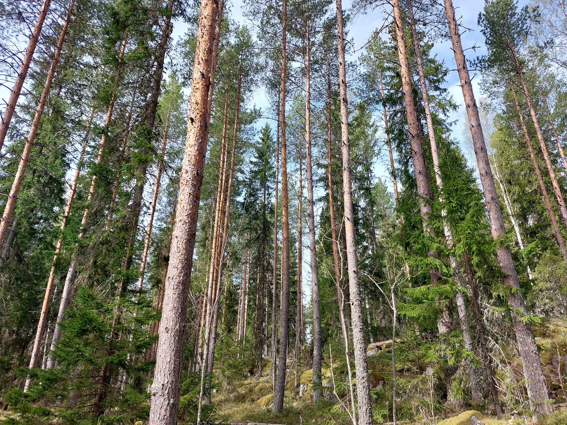 Eskonahde 1:38 1