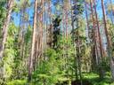 Himanka Tomujoki metsätila Vilulahti 4:9 noin 29,5 hehtaaria. 1