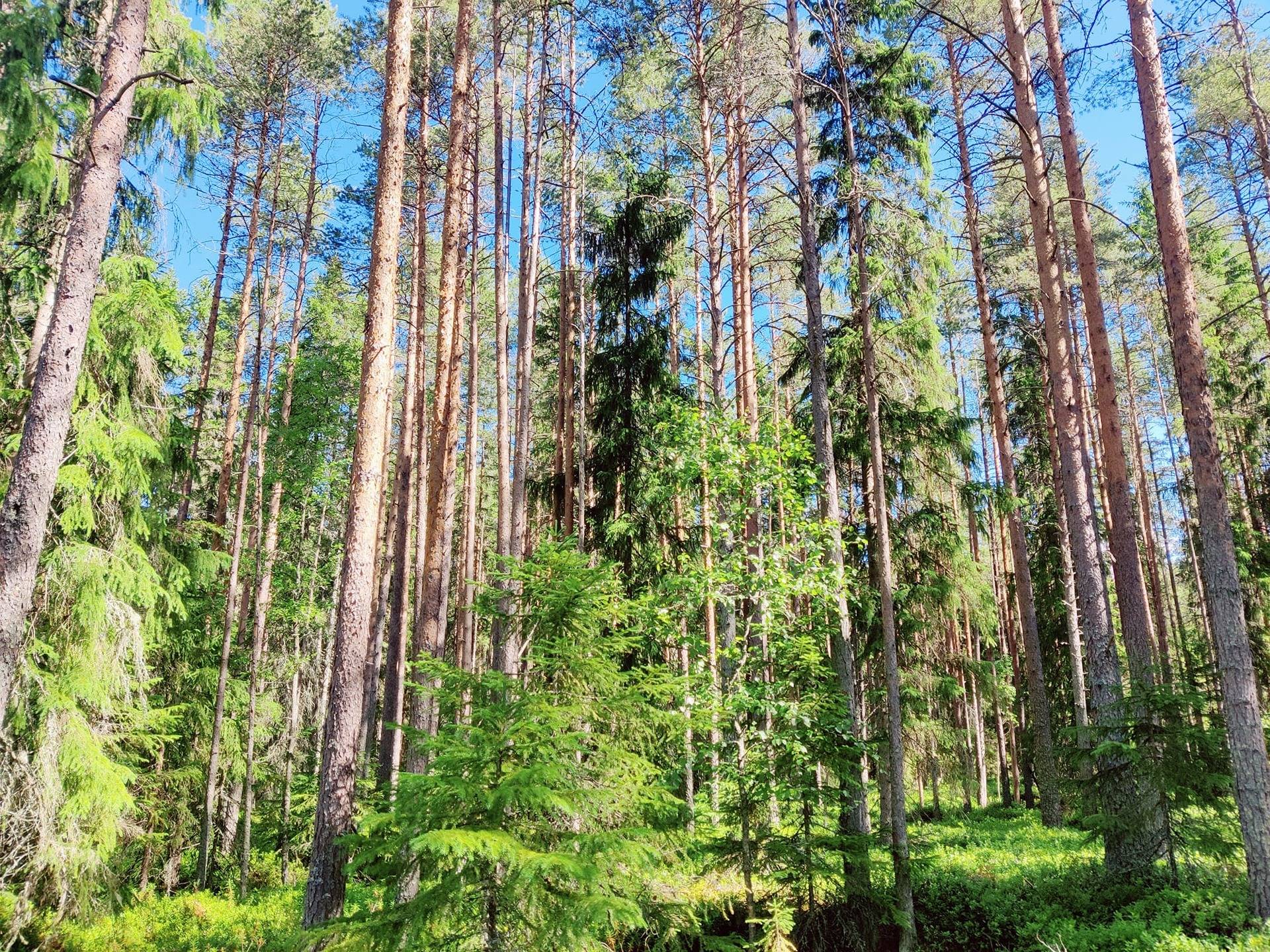 Himanka Tomujoki metsätila Vilulahti 4:9 noin 29,5 hehtaaria. 1