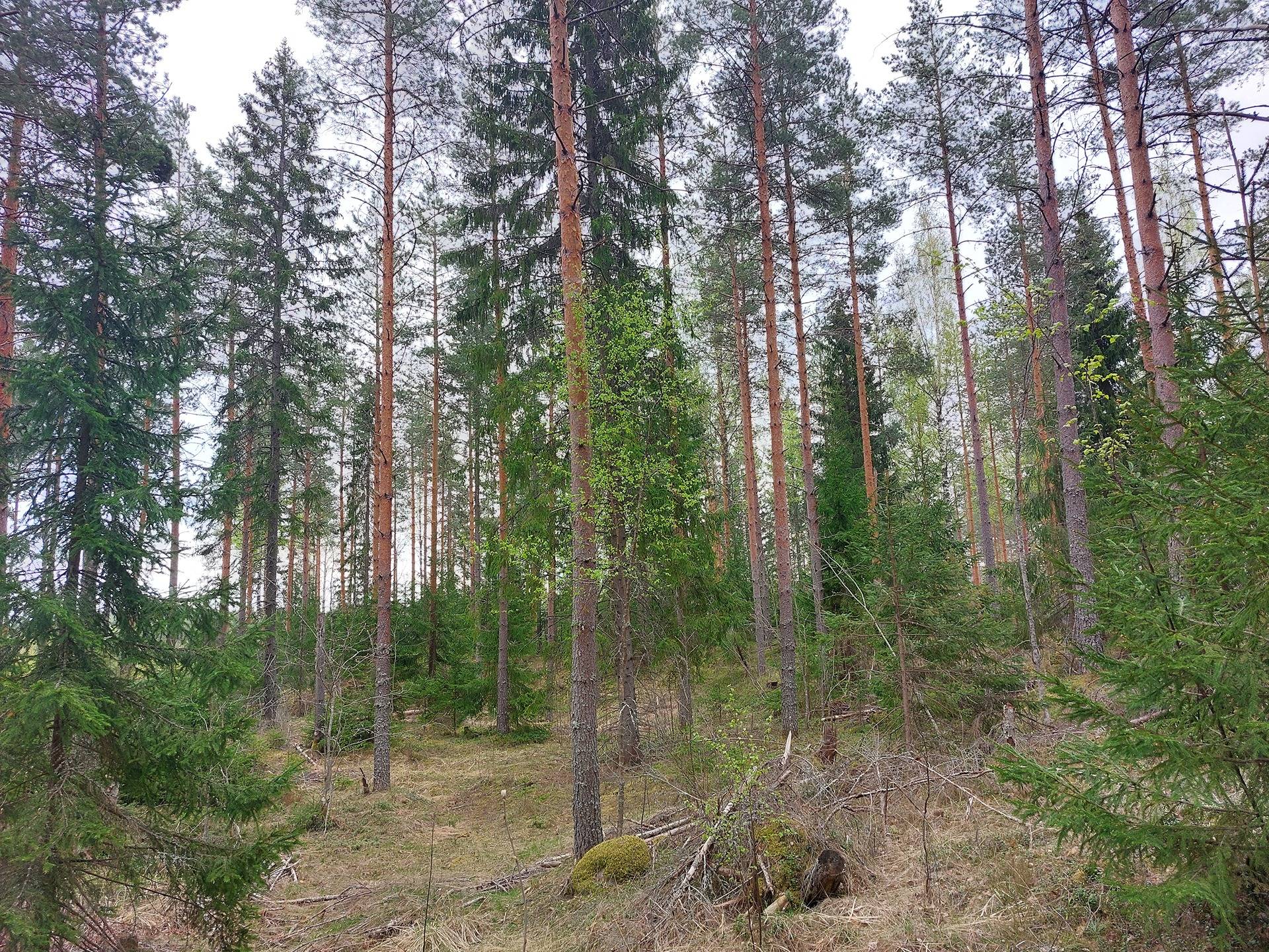 Harjula 700-410-1-15, määräala 1