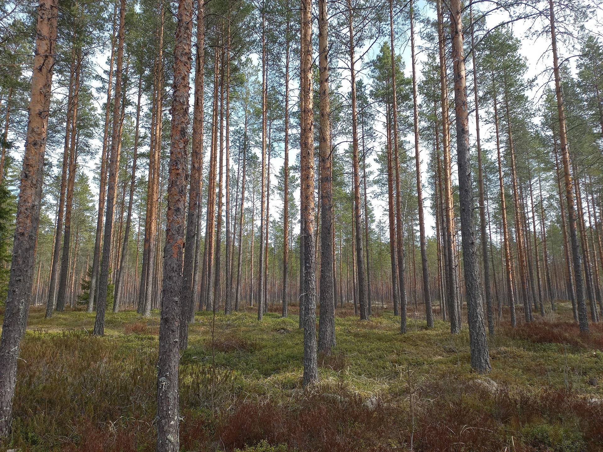 PERÄSEINÄJOKI ALALIIKALA 743-413-9-122 1