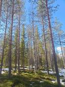 Pikkulahnanen 832-407-14-76 1