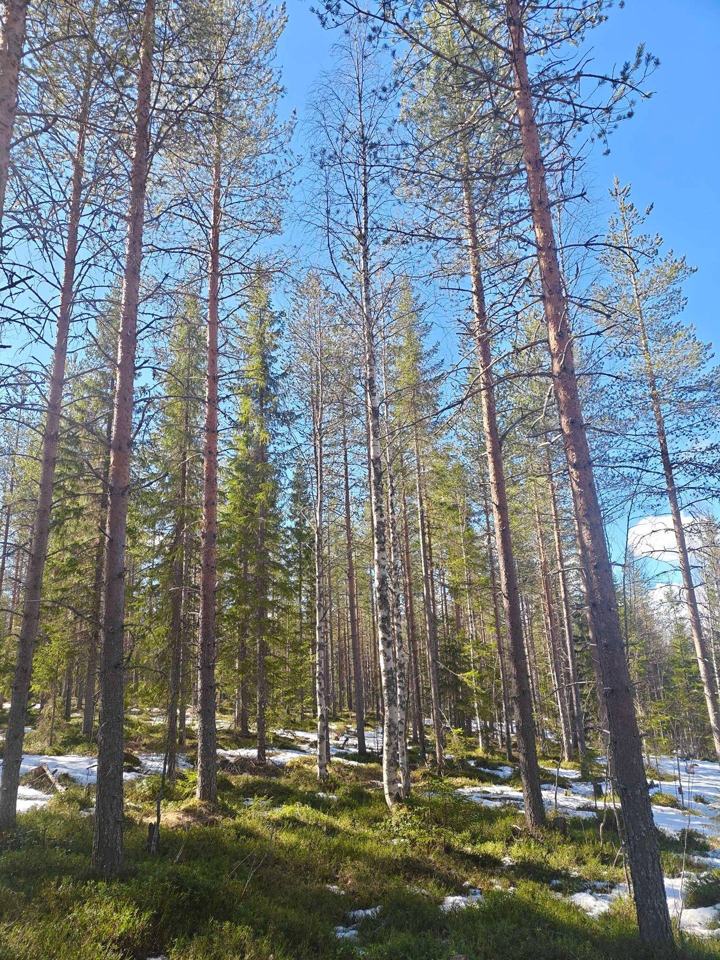 Cover photo for the object Pikkulahnanen 832-407-14-76