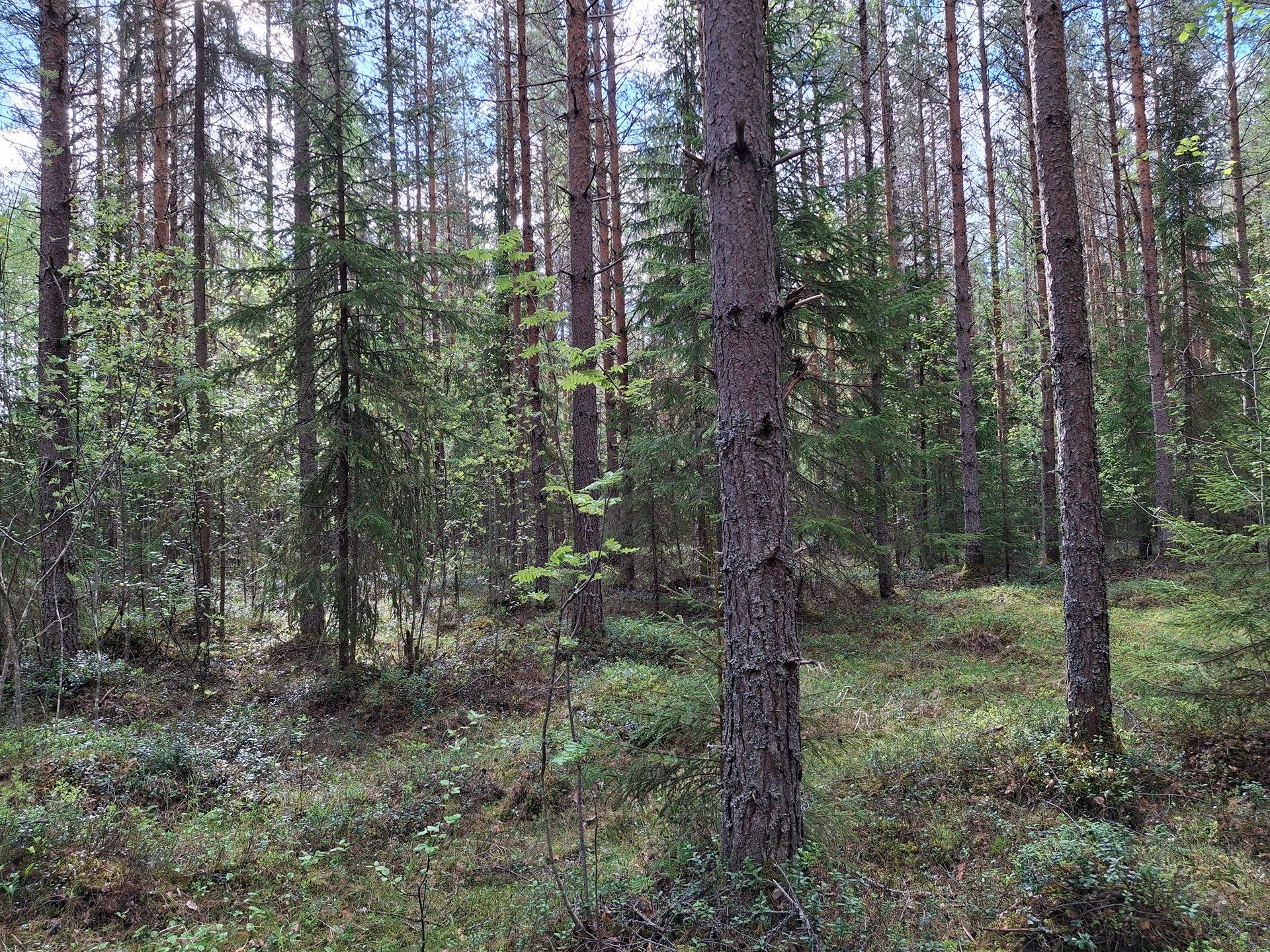 Kumpumäki, Toivola 931-408-16-0 & Äyripuro 931-408-157-0 1