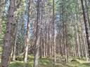 Pöytyä, Yläne, Osa, metsätila Siljaketo 1-69 1