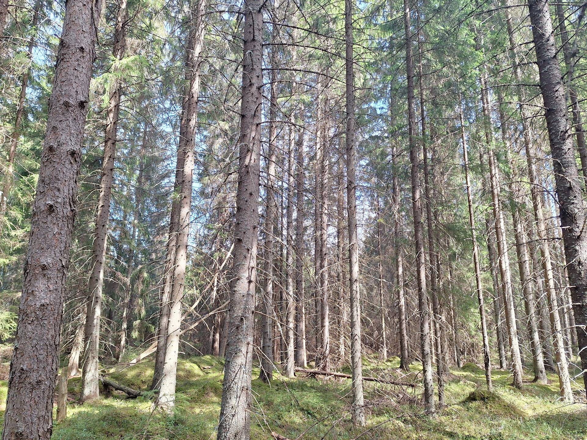 Pöytyä, Yläne, Osa, metsätila Siljaketo 1-69 1