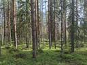 Sirkkamäki, Petäjikkö 275-407-5-84-M601 erottamaton määräala 1