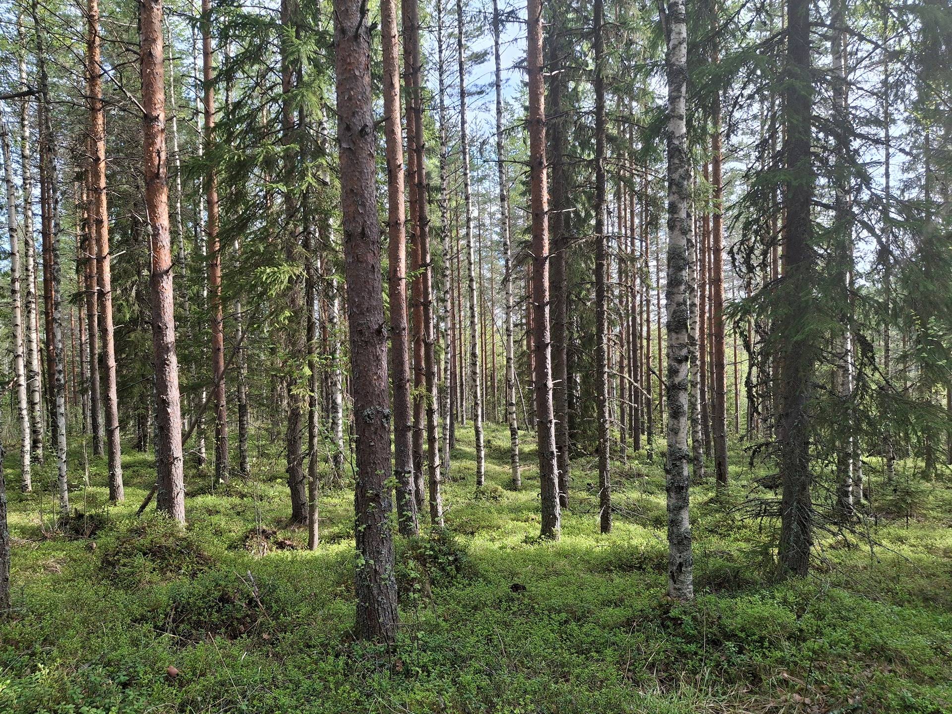 Sirkkamäki, Petäjikkö 275-407-5-84-M601 erottamaton määräala 1