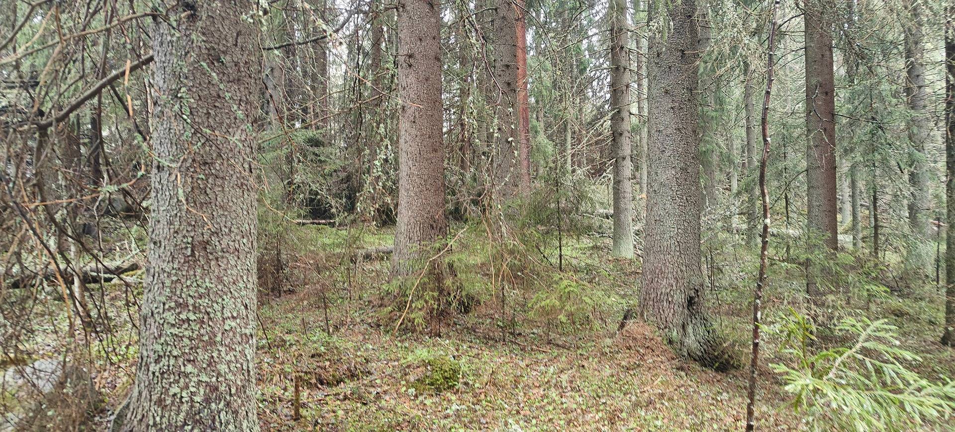 Alavus, PELTONIEMI 10-409-69-1 1