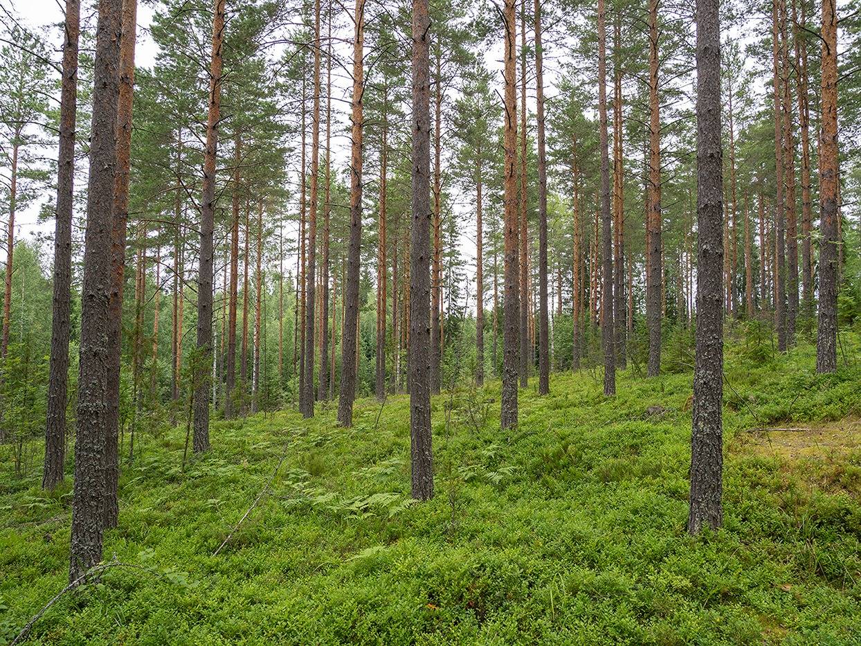 Salmela 491-536-1-117, määräala 1