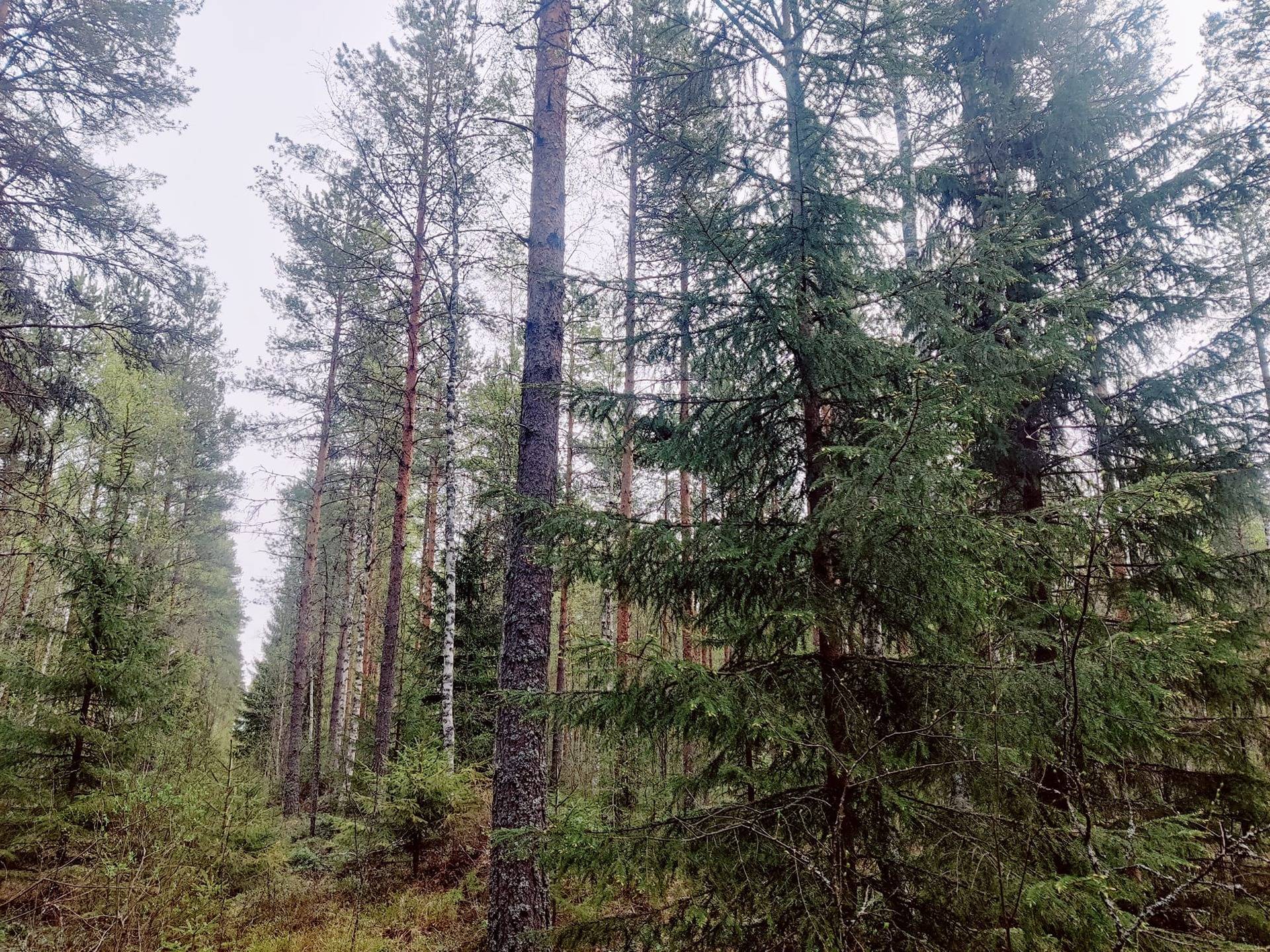 Kannus Jylhä Lehto 22:6, määräala noin 7 ha 1