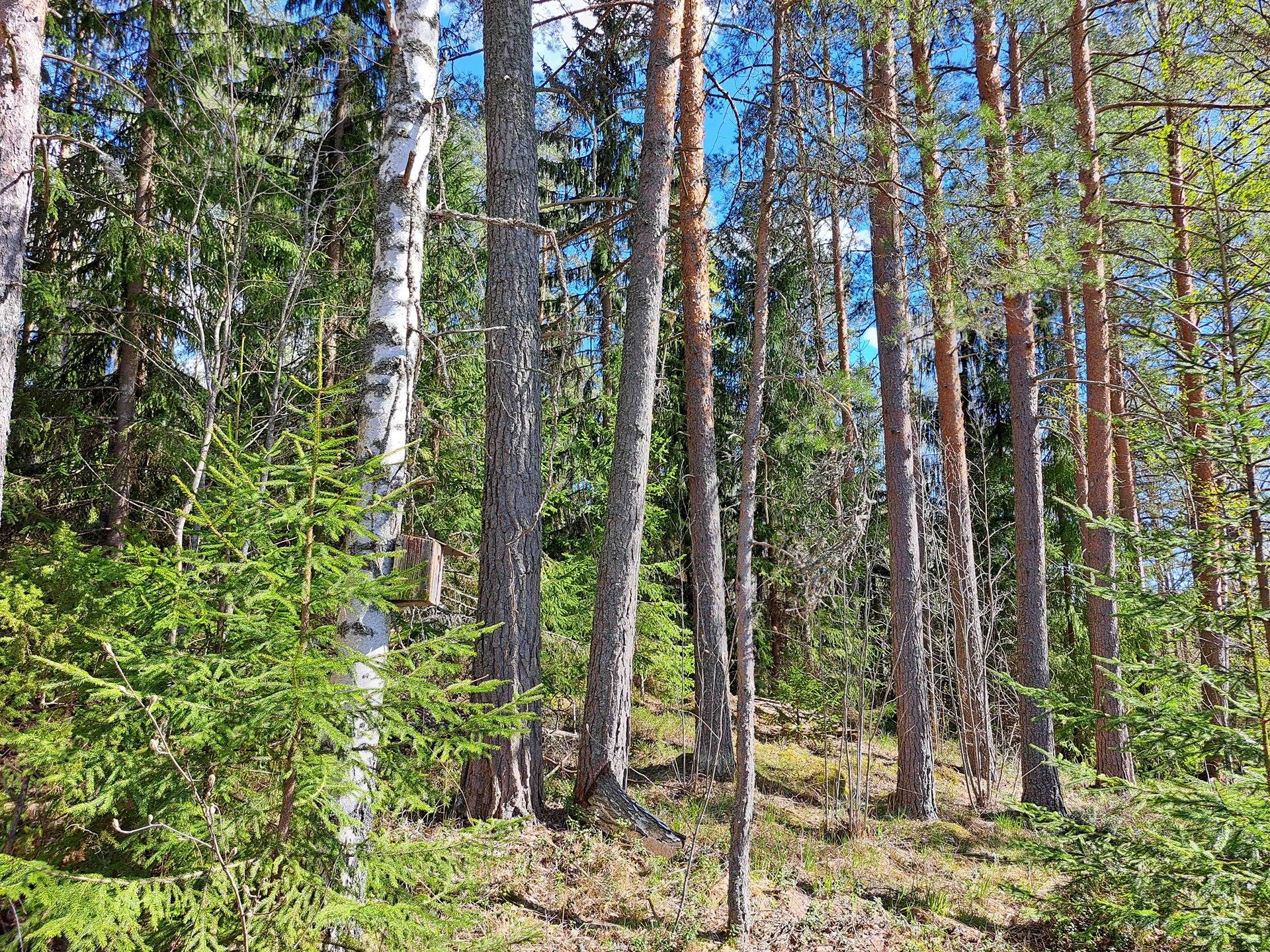 Länsihaara 286-470-1-143 1